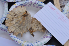 Cymatoderma caperatum