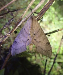 Pseudoclanis postica