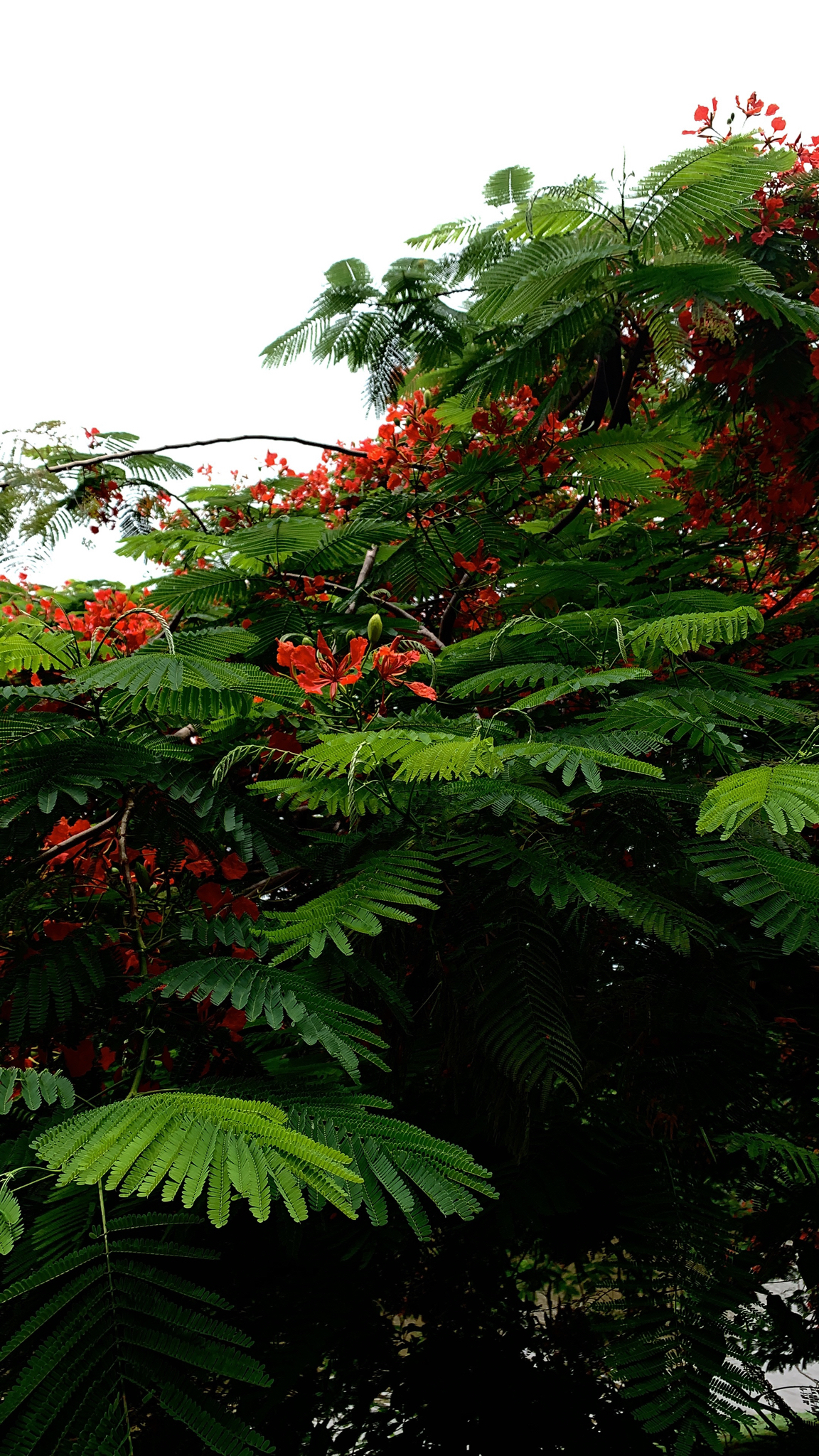 Delonix regia
