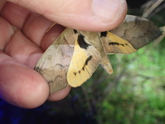 Pseudoclanis postica