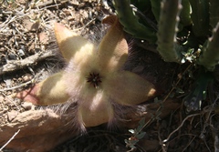 Stapelia hirsuta