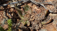 Glottiphyllum