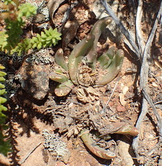 Glottiphyllum