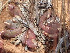 Glottiphyllum