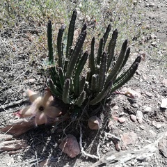 Stapelia hirsuta