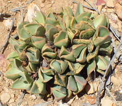 Pleiospilos compactus