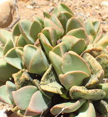 Pleiospilos compactus