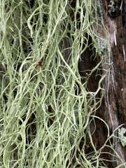 Ramalina usnea