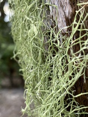 Ramalina usnea