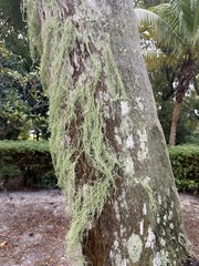 Ramalina usnea