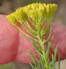 Athanasia vestita