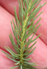 Athanasia vestita