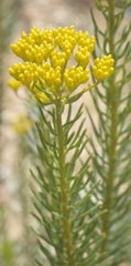 Athanasia vestita