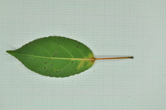 Elaeocarpus japonicus