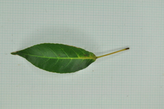 Elaeocarpus japonicus