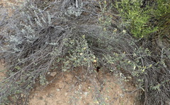 Pteronia membranacea