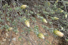 Pteronia membranacea
