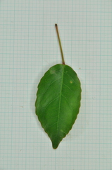 Elaeocarpus japonicus