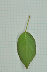 Elaeocarpus japonicus