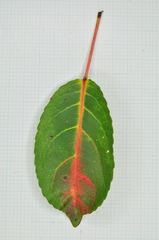 Elaeocarpus japonicus