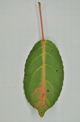 Elaeocarpus japonicus