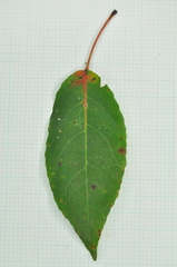 Elaeocarpus japonicus