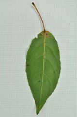 Elaeocarpus japonicus