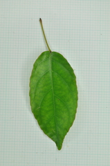 Elaeocarpus japonicus