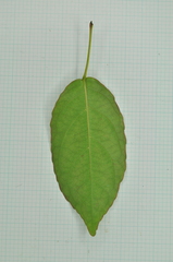 Elaeocarpus japonicus