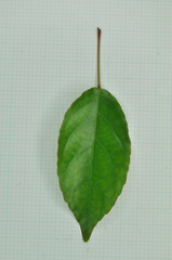 Elaeocarpus japonicus