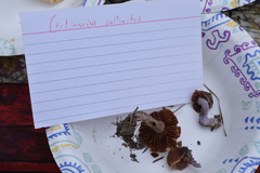 Cortinarius collinitus