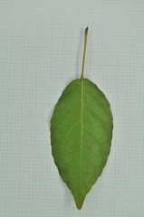 Elaeocarpus japonicus