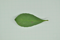 Elaeocarpus sylvestris