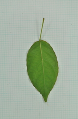 Elaeocarpus japonicus