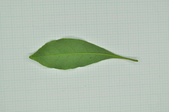 Elaeocarpus sylvestris