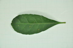 Elaeocarpus sylvestris