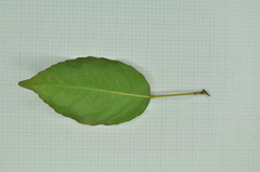 Elaeocarpus japonicus