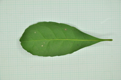 Elaeocarpus sylvestris