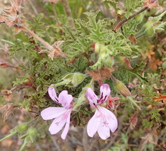 Pelargonium quercifolium