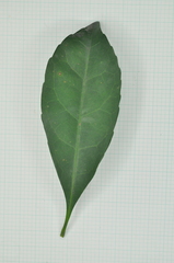 Elaeocarpus sylvestris