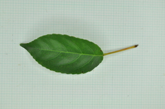 Elaeocarpus japonicus