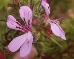 Pelargonium quercifolium