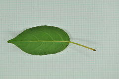 Elaeocarpus japonicus