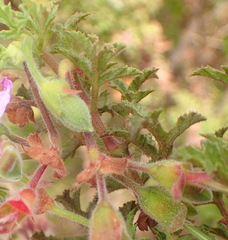 Pelargonium quercifolium