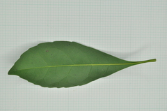 Elaeocarpus sylvestris