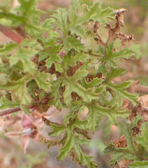 Pelargonium quercifolium