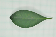 Elaeocarpus sylvestris