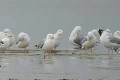 Larus cachinnans