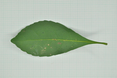 Elaeocarpus sylvestris