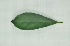 Elaeocarpus sylvestris